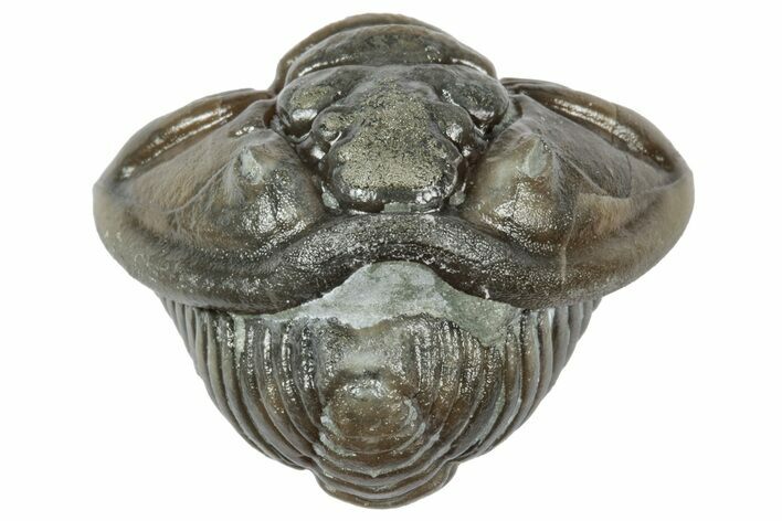 Wide Enrolled Flexicalymene Trilobite - Mt Orab, Ohio #358105